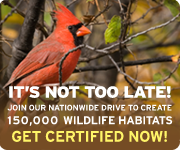 Create a Certified Wildlife Habitat today!